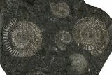 Fossil Ammonite Cluster - Posidonia Shale, Germany #350868-1